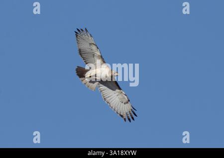 Hawk dalla coda rossa, Buteo jamaicensis, in volo Foto Stock