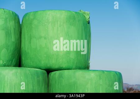 Le grandi balle di fieno verdi e vibranti sono impilate ordinatamente sullo sfondo di un cielo azzurro limpido. Questo ambiente rurale mette in mostra la vita agricola Foto Stock