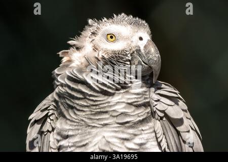 Il pappagallo grigio si nutre di semi, noci e frutta. Conosciuto per l'intelligenza e l'imitazione, questo uccello è stato fotografato nel suo habitat. Foto Stock