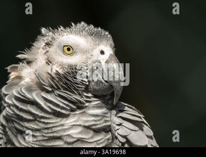 Il pappagallo grigio si nutre di semi, noci e frutta. Conosciuto per l'intelligenza e l'imitazione, questo uccello è stato fotografato nel suo habitat. Foto Stock