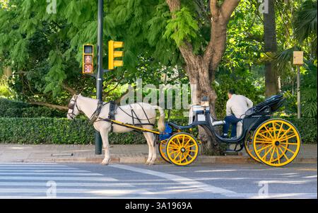 Cavalli e carrozze che offrono gite ai turisti, Malaga, Spagna Foto Stock