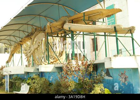 Islamabad, Pakistan - 21 gennaio 2025: Pakistan Museum of Natural History, Islamabad Foto Stock