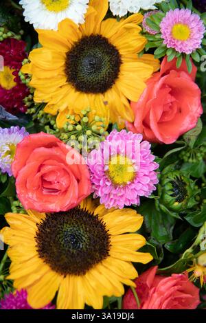Coloratissima composizione floreale con girasoli e rose Foto Stock