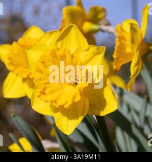 Daffodil (Narcissus pseudonarcissus), fiori di primavera Foto Stock