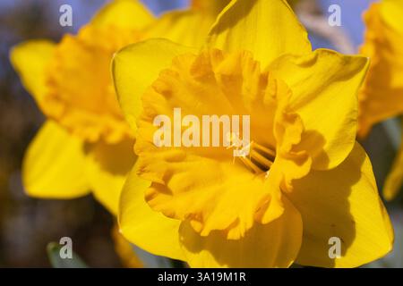 Daffodil (Narcissus pseudonarcissus), fiori di primavera Foto Stock