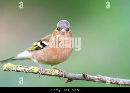 Chaffinch (Fringilla coelebs) seduto su un ramo in autunno. Foto Stock