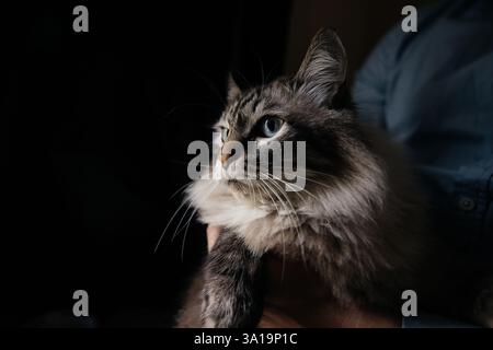 Maestoso ritratto di gatto dagli occhi azzurri Foto Stock