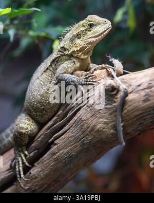 Primo piano immagine del drago d'acqua australiano (Intellagama lesueurii howittii) Foto Stock