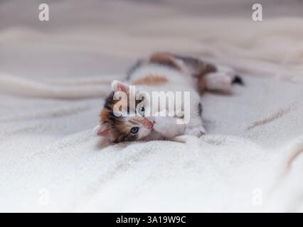 un gattino soffice e carino steso su una coperta bianca sul pavimento e lavava le zampe Foto Stock