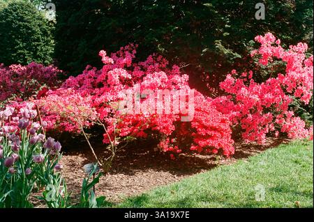 Brillanti cespugli di azalea in fiore rosso e rosa in piena fioritura Foto Stock