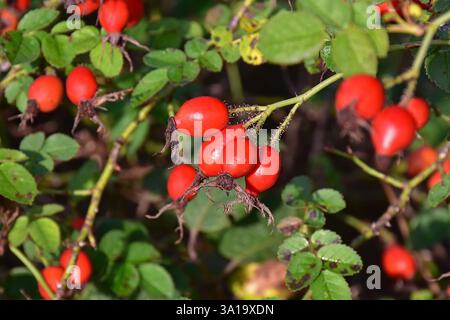 I rosehips, i frutti del cane rosa canina, nella siepe Foto Stock