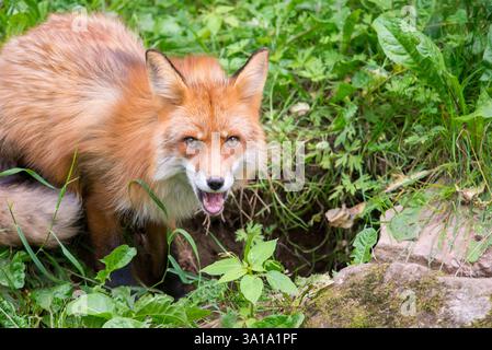 Una bella volpe rossa siede tranquillamente all'ingresso della sua tana, circondata da toni terrosi e paesaggi naturali. Con la sua coda cespugliosa avvolta intorno a ITS Foto Stock