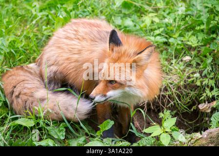 Red Fox seduto tranquillamente di fronte al suo Burrow Foto Stock
