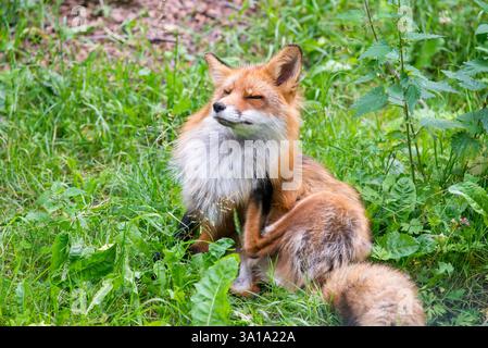 Red Fox seduto tranquillamente di fronte al suo Burrow Foto Stock
