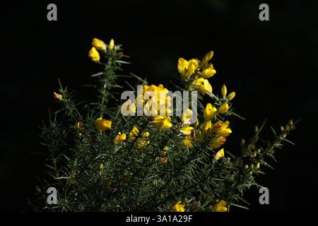 Un cespuglio di Gorse (Ulex europaeus) con fiori gialli brillanti primo piano su uno sfondo nero chiaro. Foto Stock