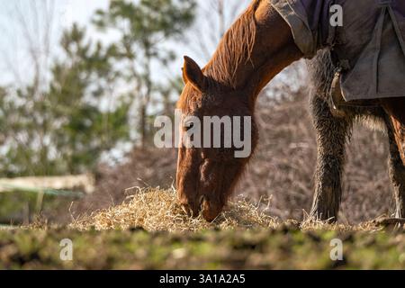 Un cavallo di castagno che mangia fieno nel paddock in primo piano della testa e delle gambe anteriori. Scattato a terra con il teleobiettivo Foto Stock