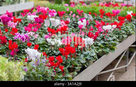 Ciclamino bianco rosso e lilla. I colorati fiori ciclamini che crescono dai tuberi e sono apprezzati per i petali sanguinosi e le foglie. Foto Stock
