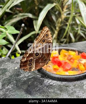 Bellissima farfalla tropicale marrone, Morpho Menelaus Didius, mangiare frutta nel giardino botanico in Costa Rica. Foto Stock