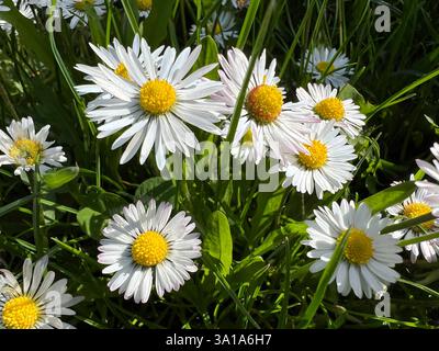 Bellis Perennis è un fiore commestibile con fiori bianchi. Si tratta di una pianta medicinale importante e viene utilizzata in medicina. È spesso selvaggia anche su campi e prati. Foto Stock