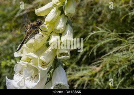 Quattro punti (Libellula quadrimaculata) su un guanto foxglove bianco (digitalis purpurea) Foto Stock