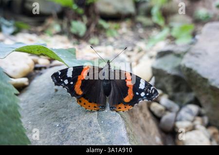 L'ammiraglio (Vanessa atalanta, Syn.: Pyrameis atalanta) siede a terra con le sue ali sparse Foto Stock