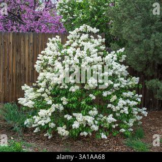 Un comune cespuglio di lilla bianca (Syylan vulgaris) pieno di fiori profumati in fiore in un ambiente primaverile. Foto Stock