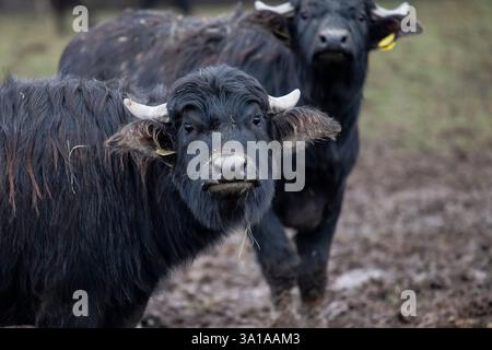 Due bufali d'acqua - ritratto della testa Foto Stock