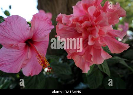 Dettaglio macro colorato di un paio di Hibiscus Rosa Sinensis; due splendide rose cinesi rosa che sbocciano in un giardino. Foto Stock