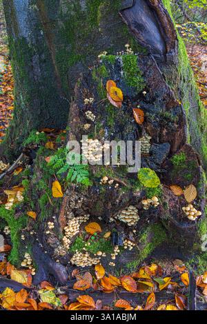 Motivi autunnali, natura morta nella foresta, ceppo, funghi Foto Stock
