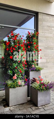 Design esterno floreale. Composizione di fiori rossi di mandevilla, pelargoni rosa e altri fiori gialli e blu sullo sfondo con finestra. Foto Stock
