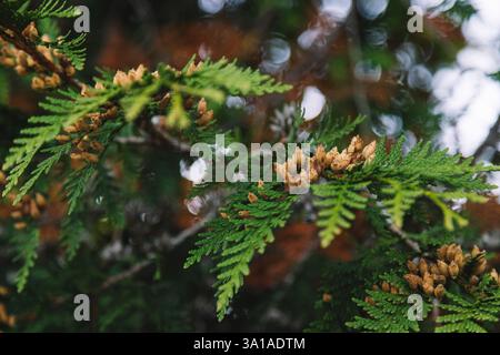 Albero della vita Foto Stock