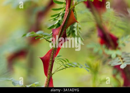 Rosa di filo spinato Foto Stock