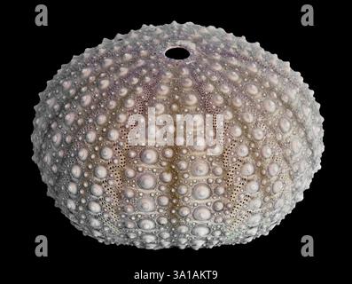 Knobby Sputnik Sea Urchin (Phyllacanthus imperialis) Foto Stock