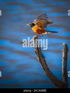 Un robin con un vivace piumaggio rosso e arancione è appollaiato su una diramazione, pronto a volare su un corpo d'acqua. Le sue ali sono parzialmente sparse, capturi Foto Stock