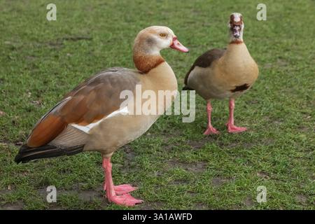 Inghilterra, Londra, Southwark, Potters Field, oche dai piedi rosa Foto Stock