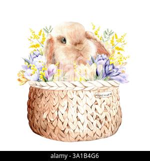 Coniglio soffice rosso in un cesto con crocchi e mimosa su sfondo bianco. L'illustrazione è disegnata a mano con l'acquerello. Ideale per tessuti, imballaggi e design Foto Stock