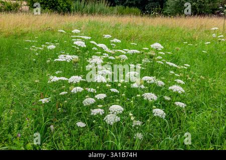 La carota selvatica (Daucus carota subsp. Carota) è una sottospecie della carota (Daucus carota) e un genitore della famosa carota vegetale (Daucus carota subsp. sativa). Foto Stock
