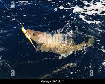 Un grosso merluzzo skrei Atlantico che combatte in acqua catturato con la diga da softball in una soleggiata giornata di marzo a Finnmark, Norvegia. Foto Stock