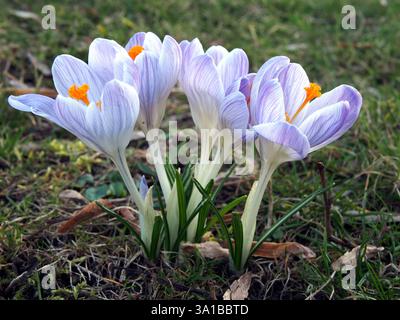 Primo piano isolato di un ammasso di crochi a strisce bianche e lilliche (crocus vernus) nel Parco Rheinaue a Bonn, in Germania, nel mese di marzo. Foto Stock