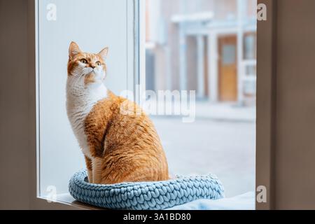 Un gatto di zenzero siede in un letto a maglia su un davanzale, guardando la strada fuori con un'espressione di allarme Foto Stock