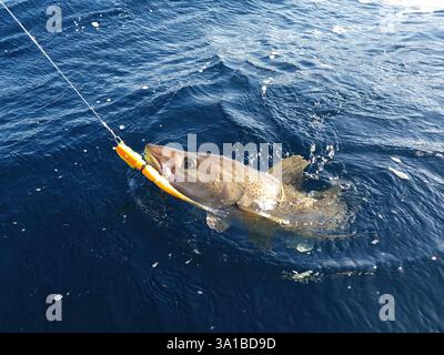 Un grosso merluzzo skrei Atlantico che combatte in acqua catturato con la diga da softball in una soleggiata giornata di marzo a Finnmark, Norvegia. Foto Stock