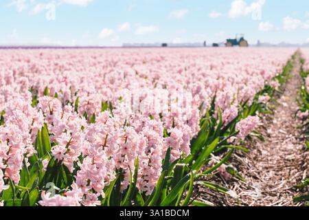 File di giacinti rosa fioriscono in un vasto campo di fiori olandesi sotto un cielo blu, con un trattore che lavora in lontananza. Foto Stock