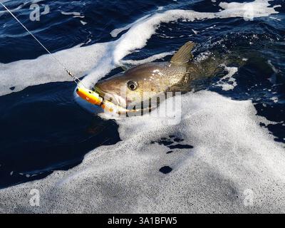 Un grosso merluzzo skrei Atlantico che combatte in acqua catturato con la diga da softball in una soleggiata giornata di marzo a Finnmark, Norvegia. Foto Stock