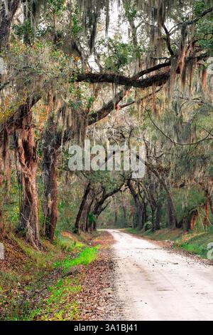 Paesaggio di querce vive ricoperte di muschio spagnolo visto dal sud degli Stati Uniti nella Carolina del Sud Foto Stock