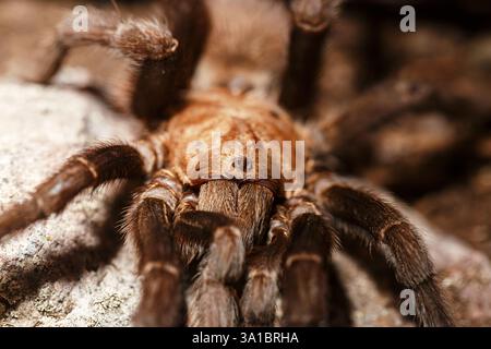 Tarantola marrone texana (Aphonopelma hentzi), da vicino e personale. Foto Stock