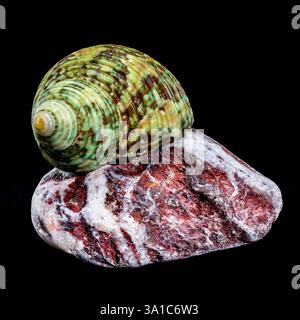 Guscio VERDE lucido Turbo Hermit CRAB Sea Shell con bande GIADA esposto su colorate pietre lucide su sfondo nero Foto Stock
