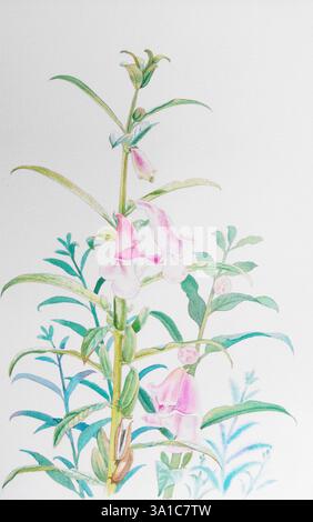 Pittura ad acquerello originale erba realistica di fiore di sesamo e foglie verdi su sfondo bianco. Pittura originale Foto Stock