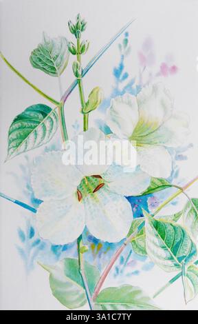 Dipinti ad acquerello originale realistico fiore bianco di acanthaceae e foglie verdi su sfondo bianco. Illustrazione originale di Happy Postcar Foto Stock
