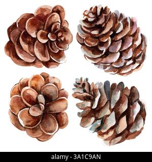 Coni di pino marrone . Illustrazione acquerello su sfondo bianco. Un set di fiori viola con steli. Isolare. Foto Stock