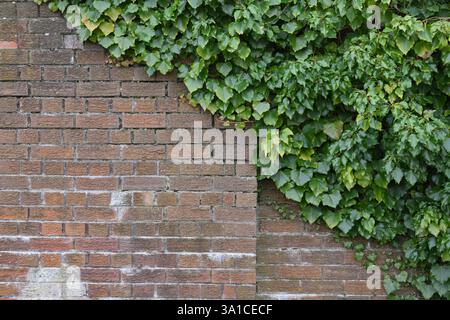 Un muro di mattoni con l'edera che cresce sopra. L'edera è verde e copre il muro Foto Stock